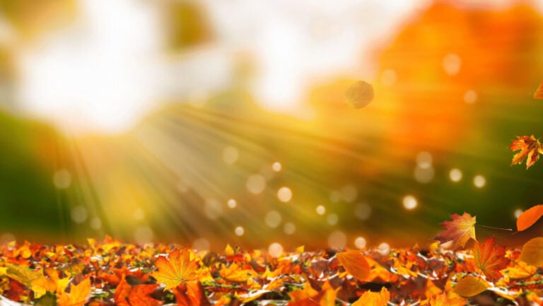 Colorful autumn leaves on the ground with sunlight shining through.
